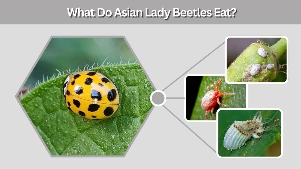 What Do Asian Lady Beetles Eat?