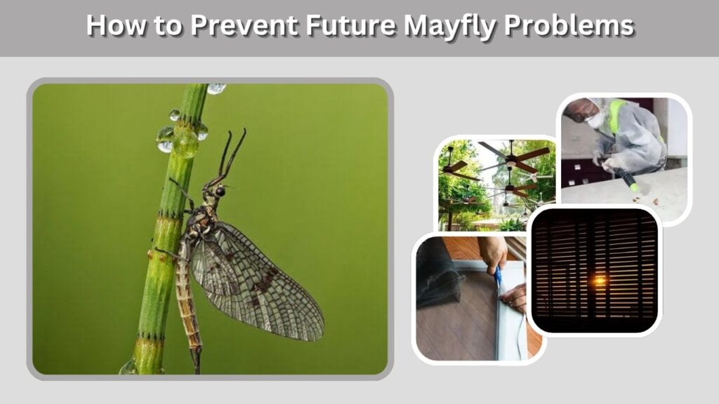 How to Prevent Future Mayfly Problems