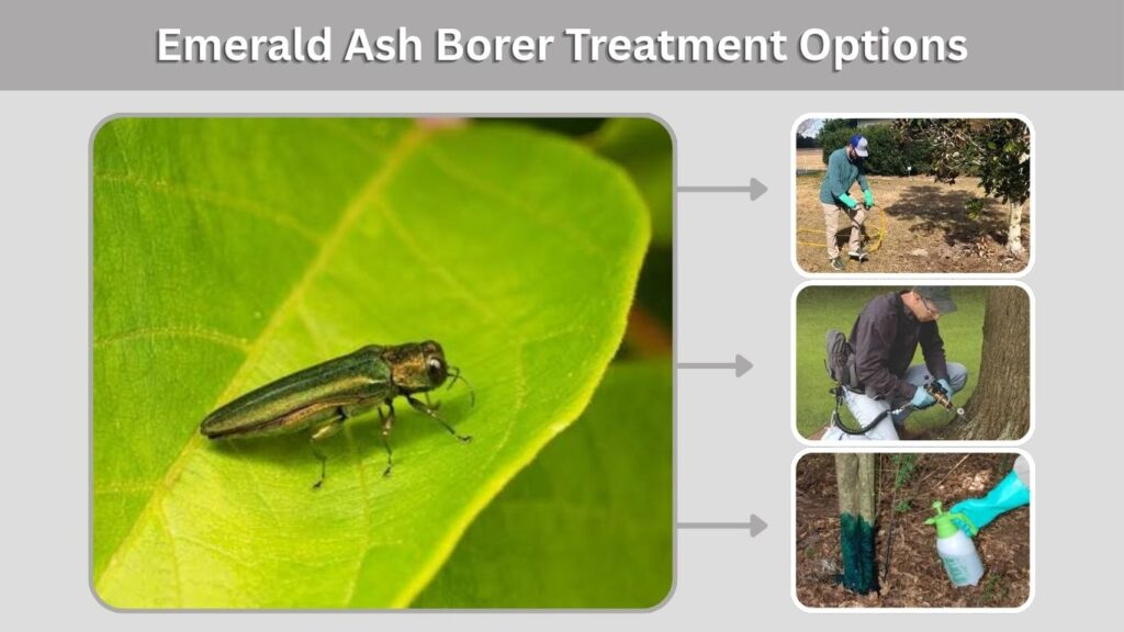 Emerald Ash Borer Treatment Options