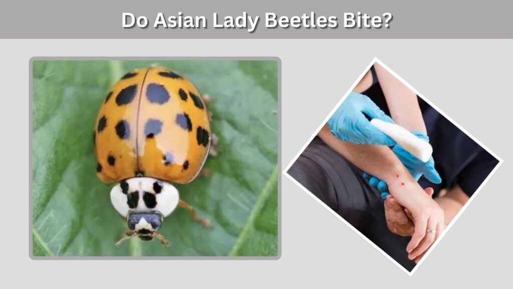 Do Asian Lady Beetles Bite?