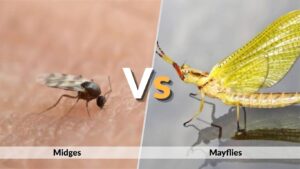 Midges vs Mayflies: Differences in Size, Wings, and Life Cycle