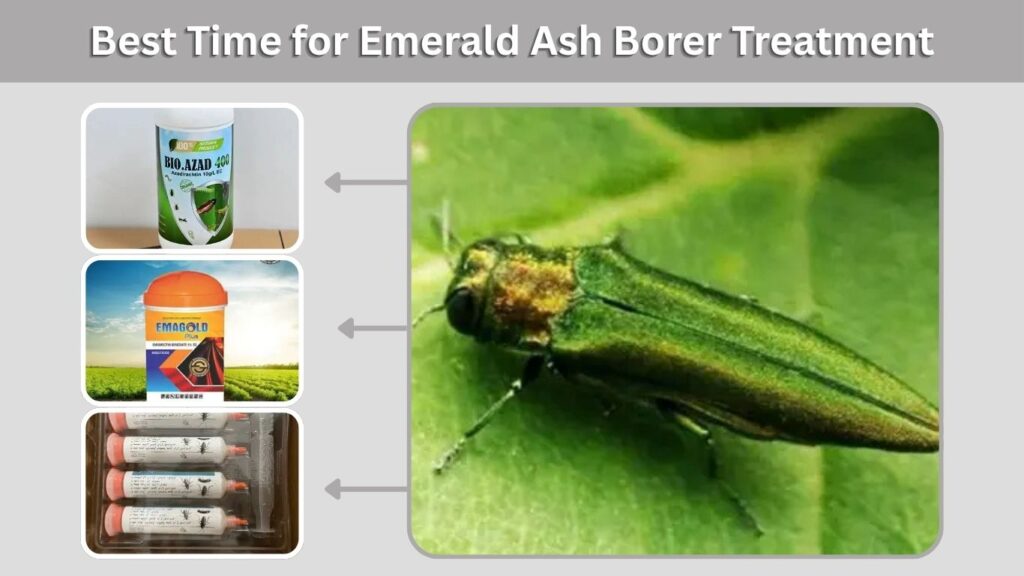 Best Time for Emerald Ash Borer Treatment