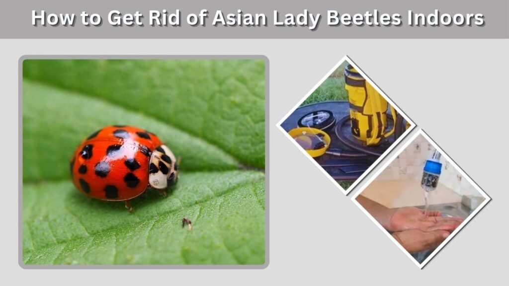 How to Get Rid of Asian Lady Beetles Indoors