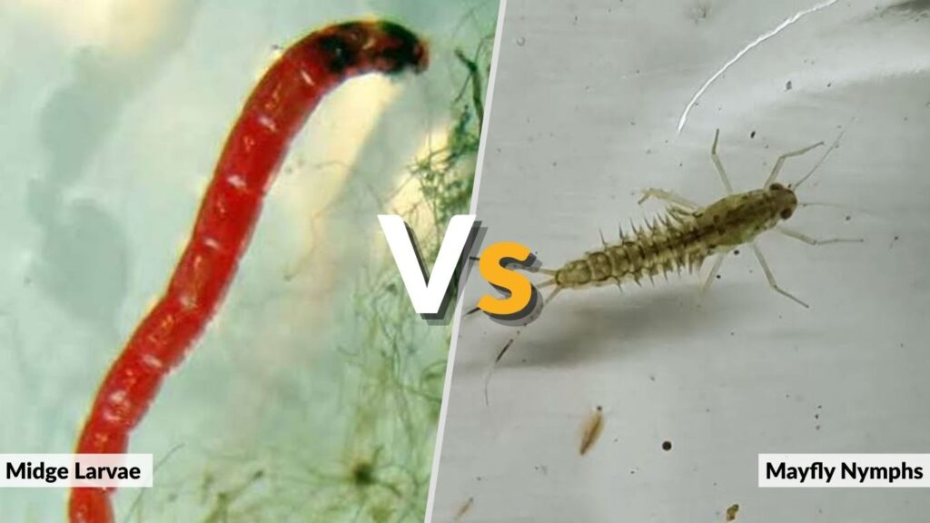 Midge Larvae vs. Mayfly Nymphs