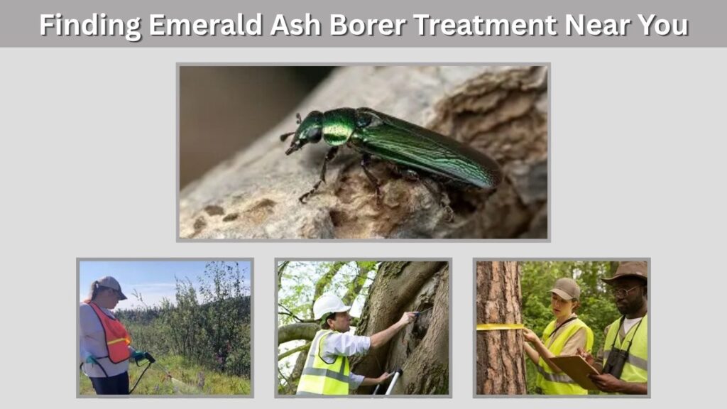 Finding Emerald Ash Borer Treatment Near You