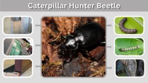 Caterpillar Hunter Beetle: Identification, Diet and Facts