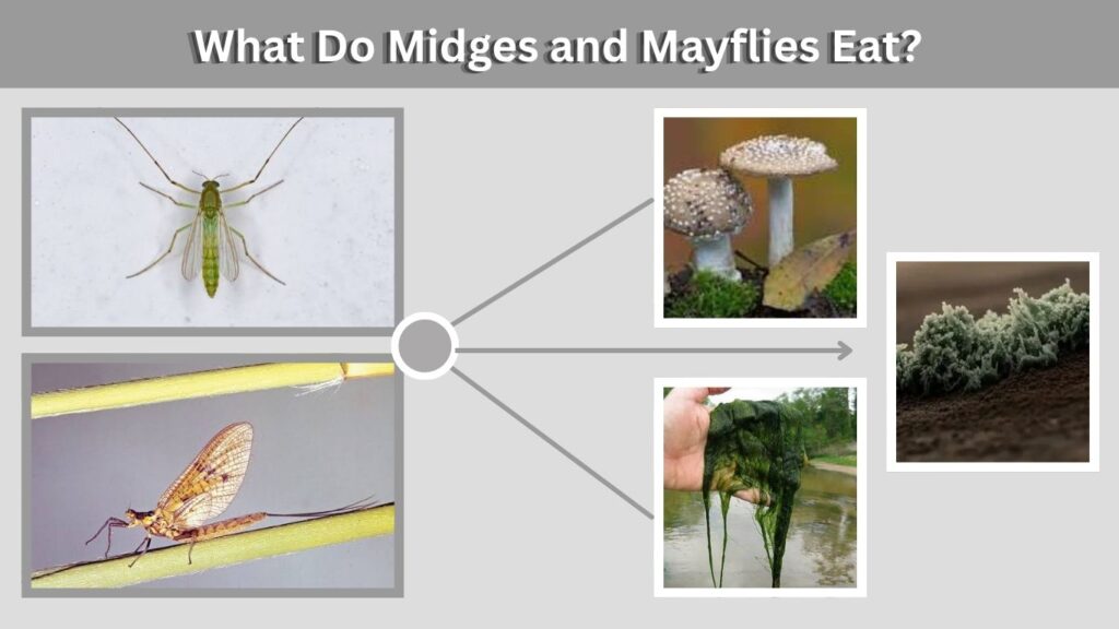What Do Midges and Mayflies Eat?