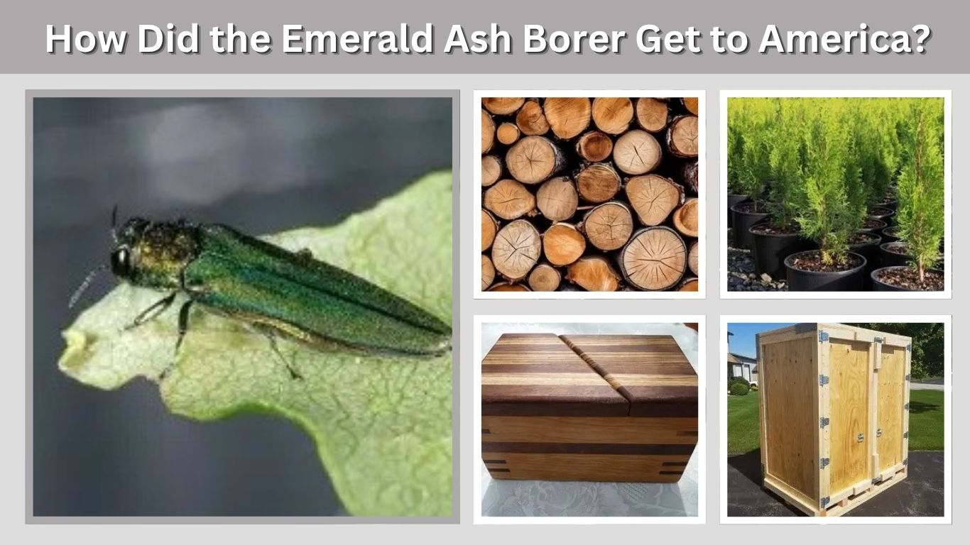 How Did the Emerald Ash Borer Get to America?