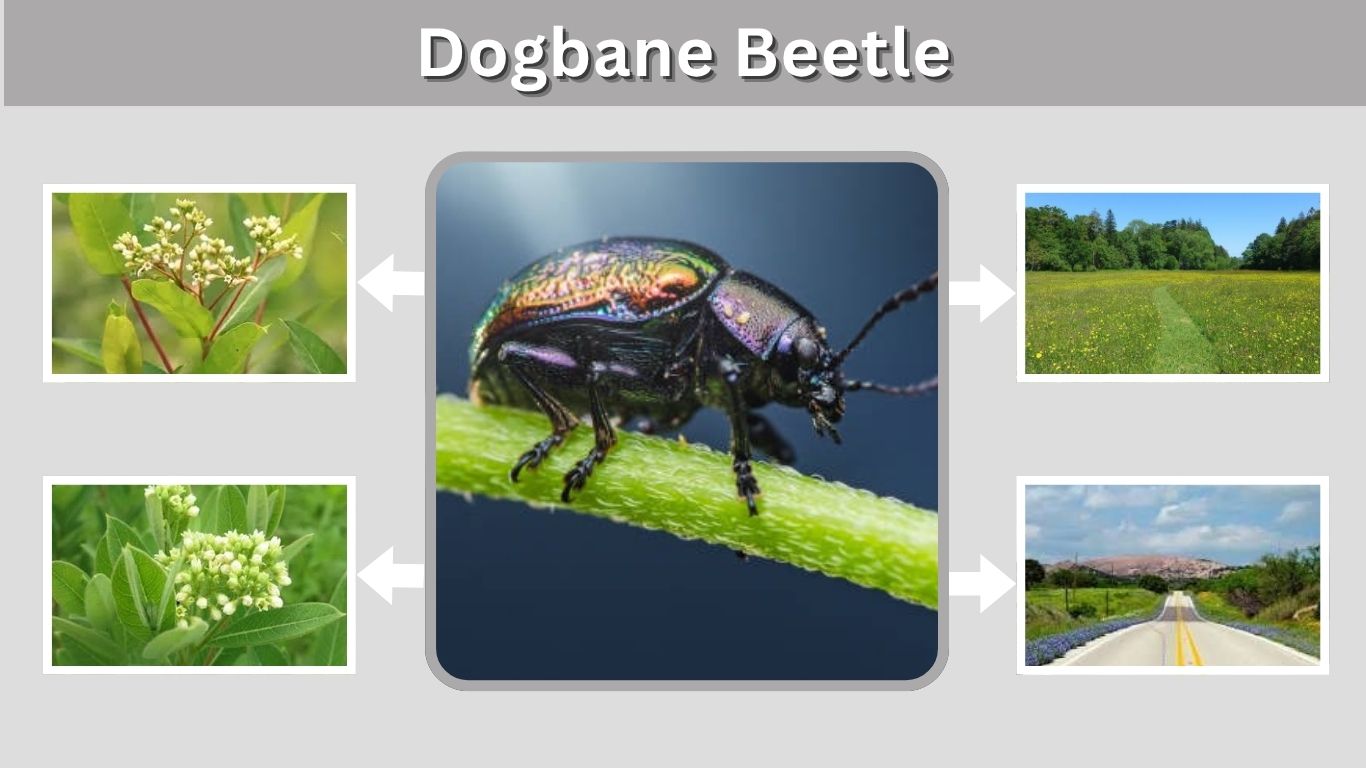 Dogbane Beetle: Identification, Diet, Life Cycle and Facts
