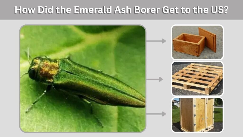 How Did the Emerald Ash Borer Get to the US?