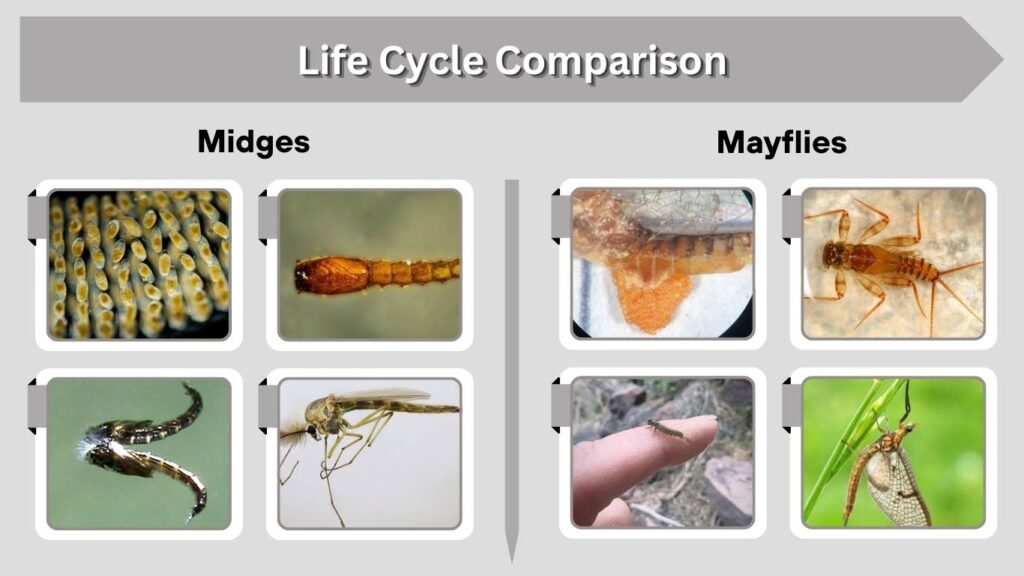 Life Cycle Comparison