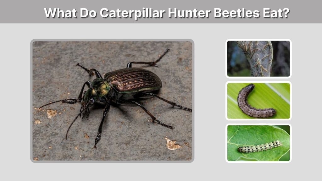 What Do Caterpillar Hunter Beetles Eat?