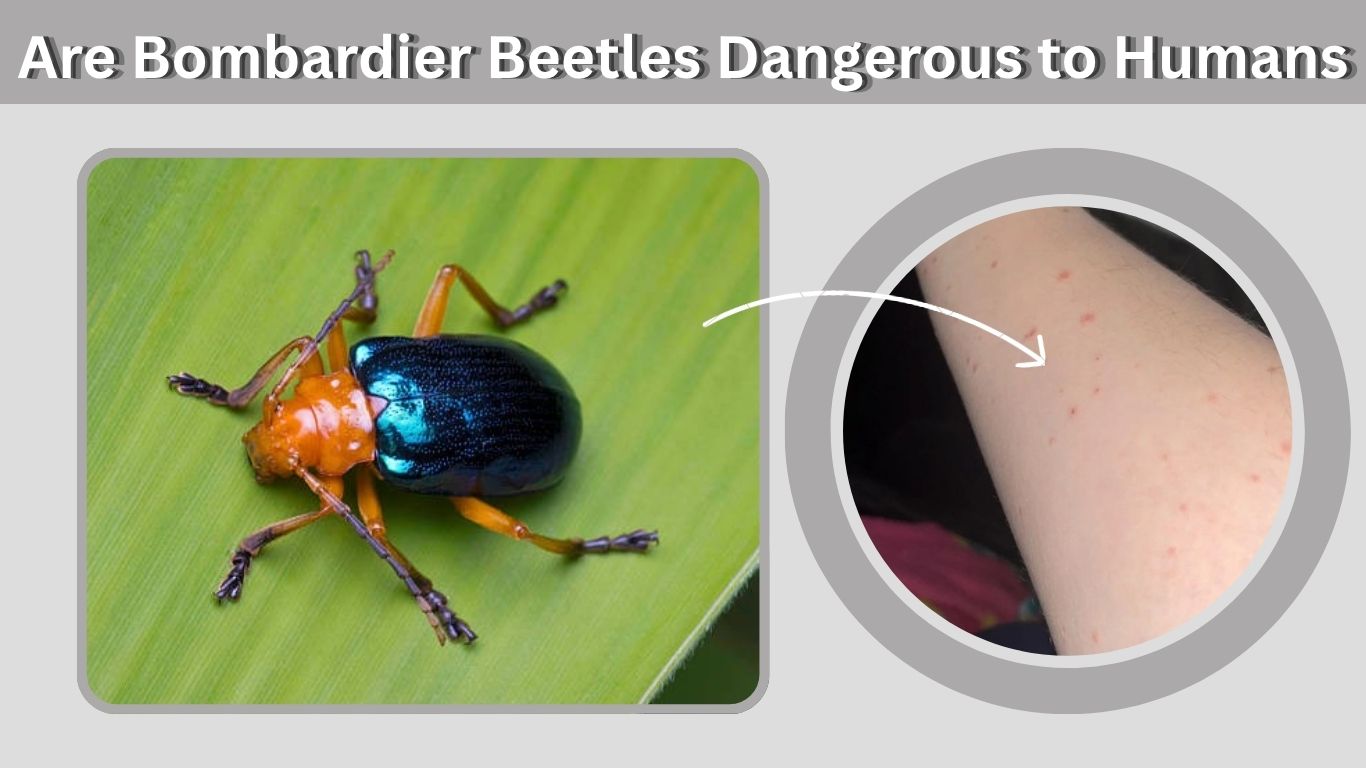 Are Bombardier Beetles Dangerous to Humans?