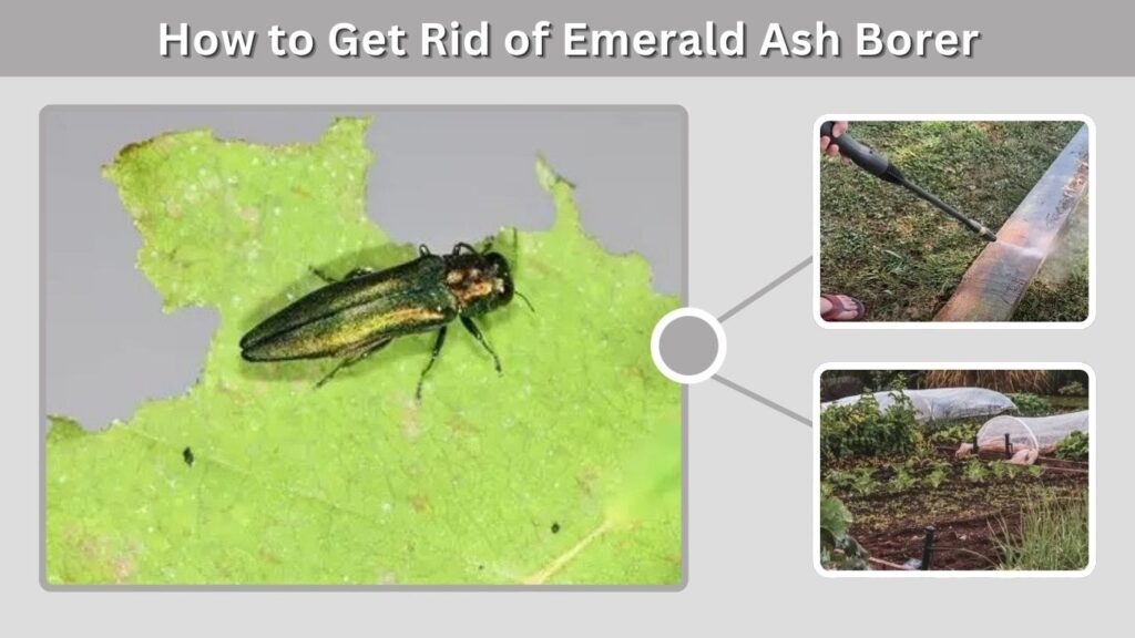 How to Get Rid of Emerald Ash Borer