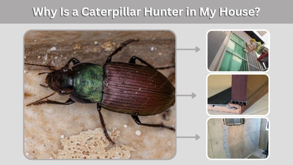 Why Is a Caterpillar Hunter in My House?