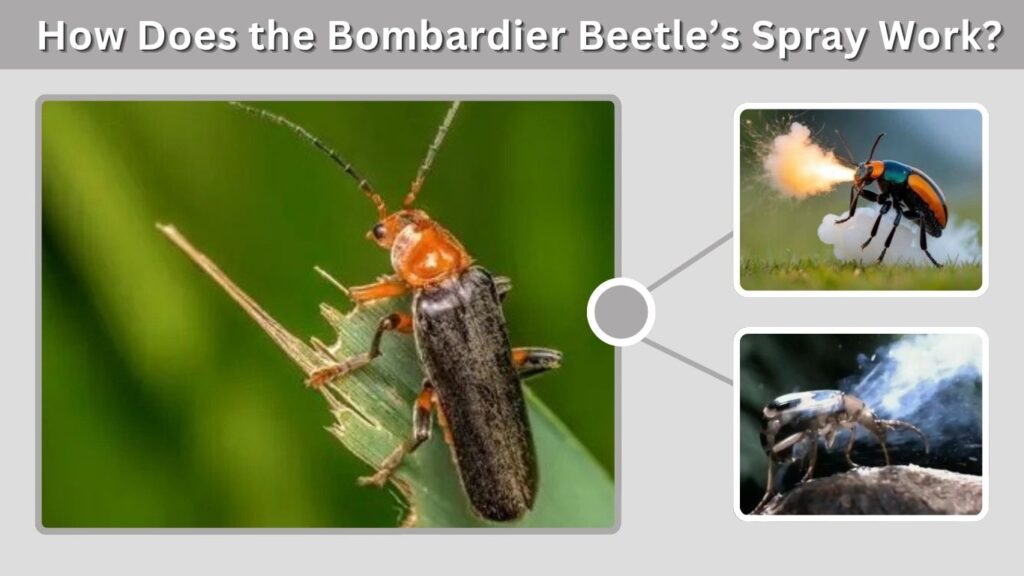 How Does the Bombardier Beetle’s Spray Work?