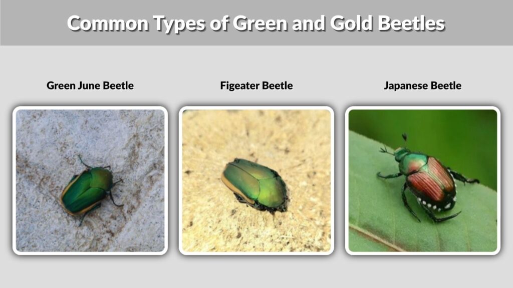 Common Types of Green and Gold Beetles