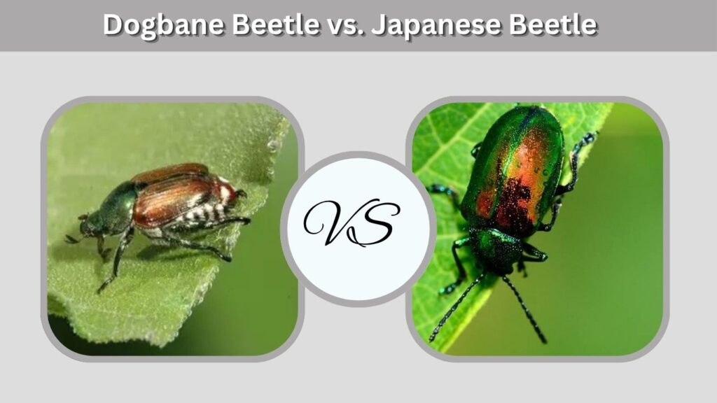 Dogbane Beetle vs. Japanese Beetle