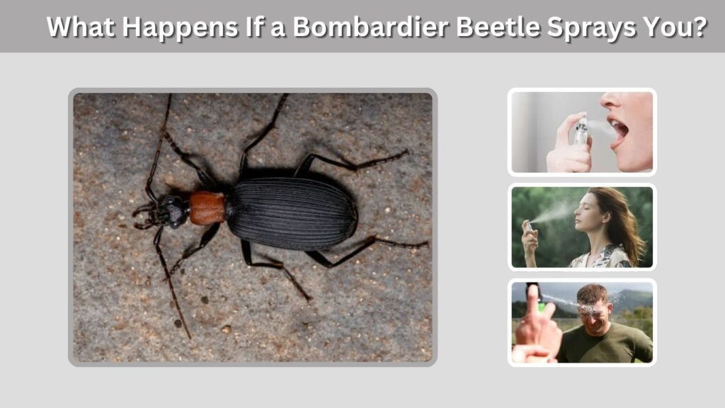 What Happens If a Bombardier Beetle Sprays You?