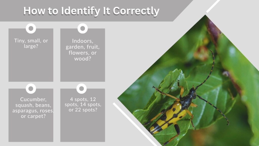 How to Identify It Correctly