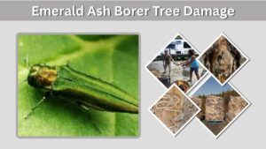 Emerald Ash Borer Tree Damage: Signs and Solutions