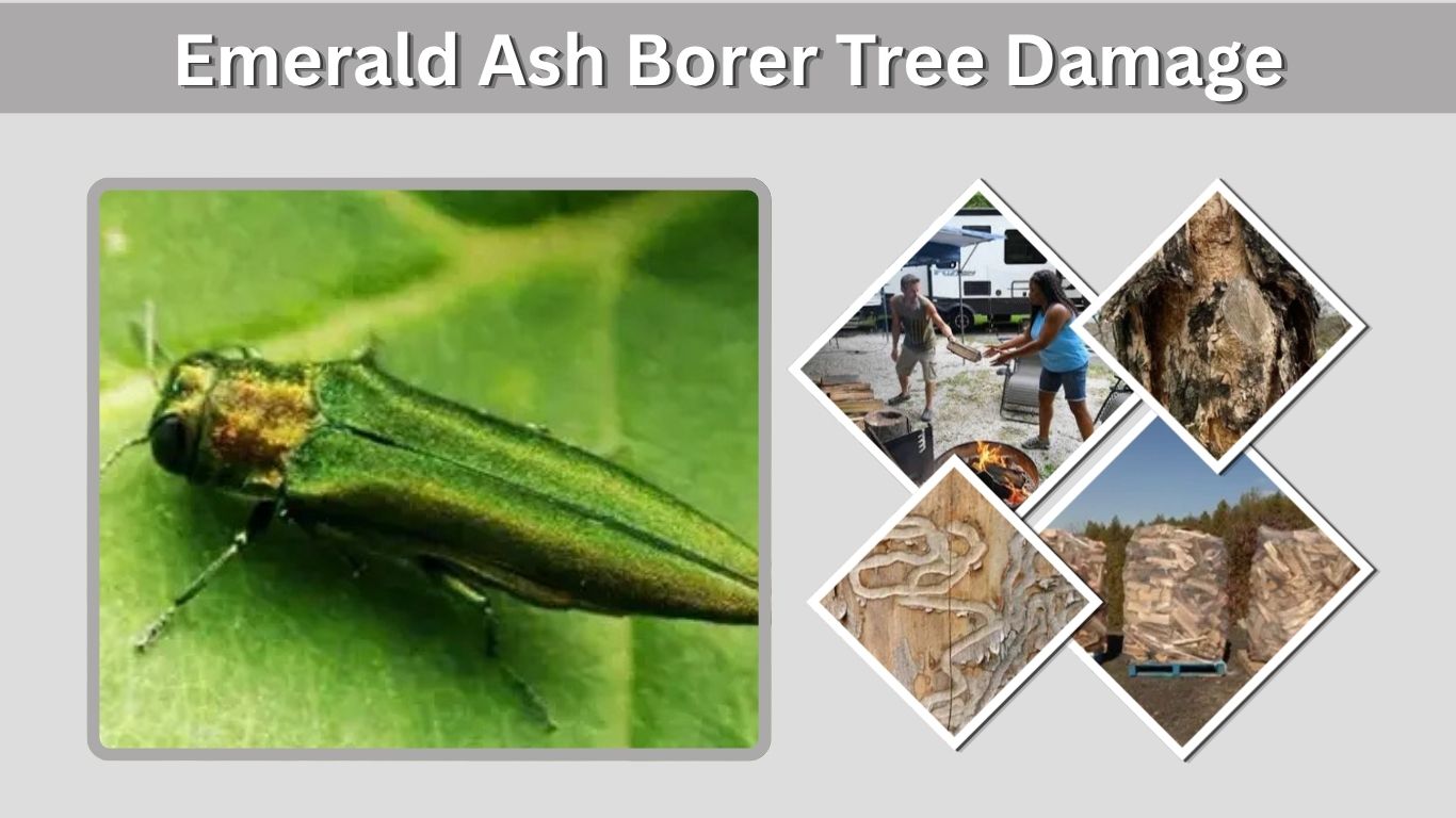 Emerald Ash Borer Tree Damage: Signs and Solutions
