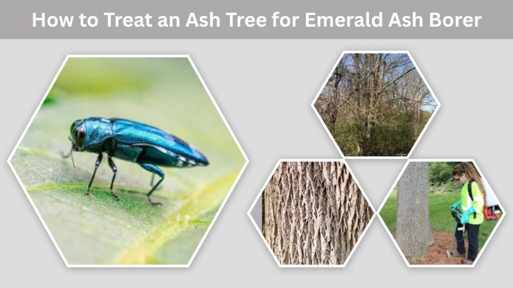 How to Treat an Ash Tree for Emerald Ash Borer
