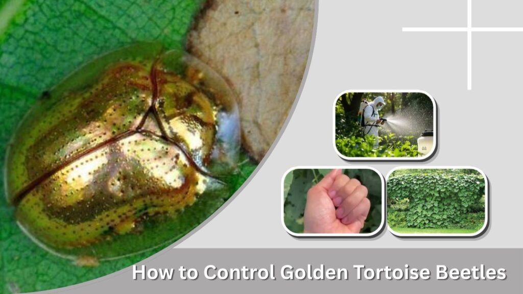 How to Control Golden Tortoise Beetles