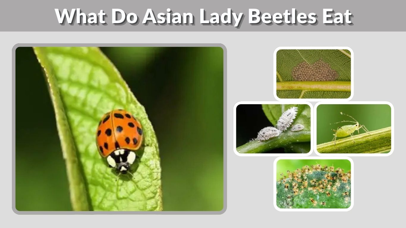 What Do Asian Lady Beetles Eat? Diet and Facts