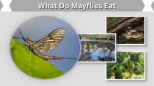 What Do Mayflies Eat? 10 Foods in Their Natural Diet