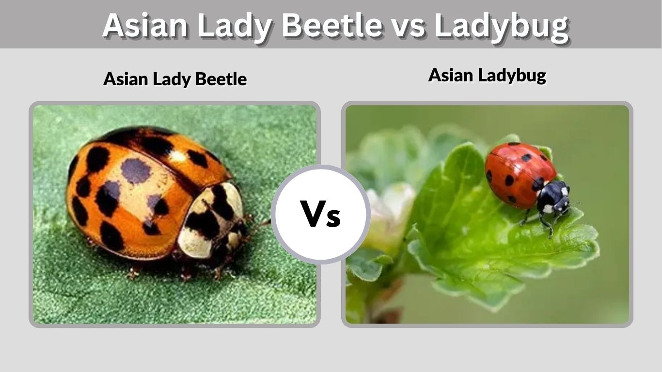 Asian Lady Beetle vs Ladybug: Key Differences to Know