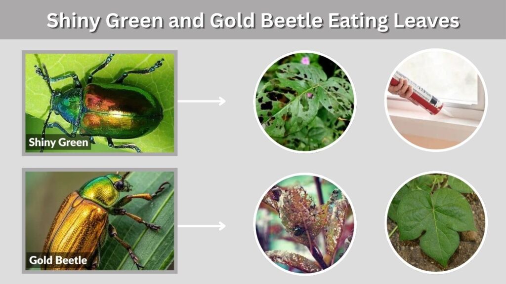 Shiny Green and Gold Beetle Eating Leaves