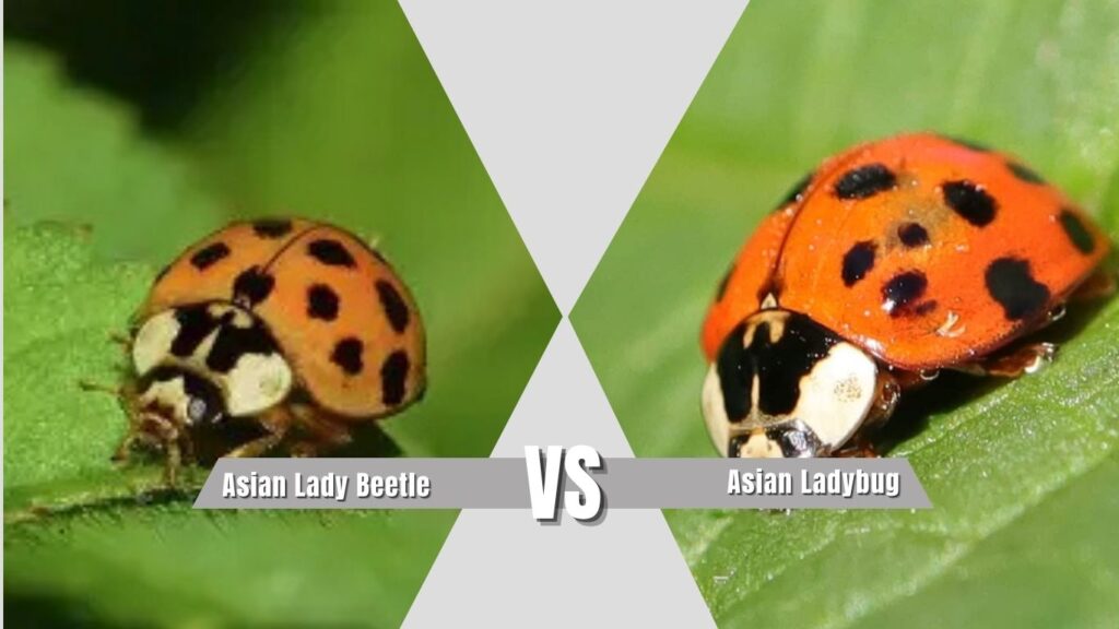 Asian Lady Beetle vs Ladybug Larvae