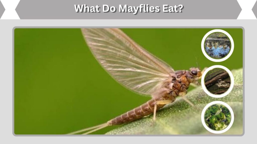 What Do Mayflies Eat?