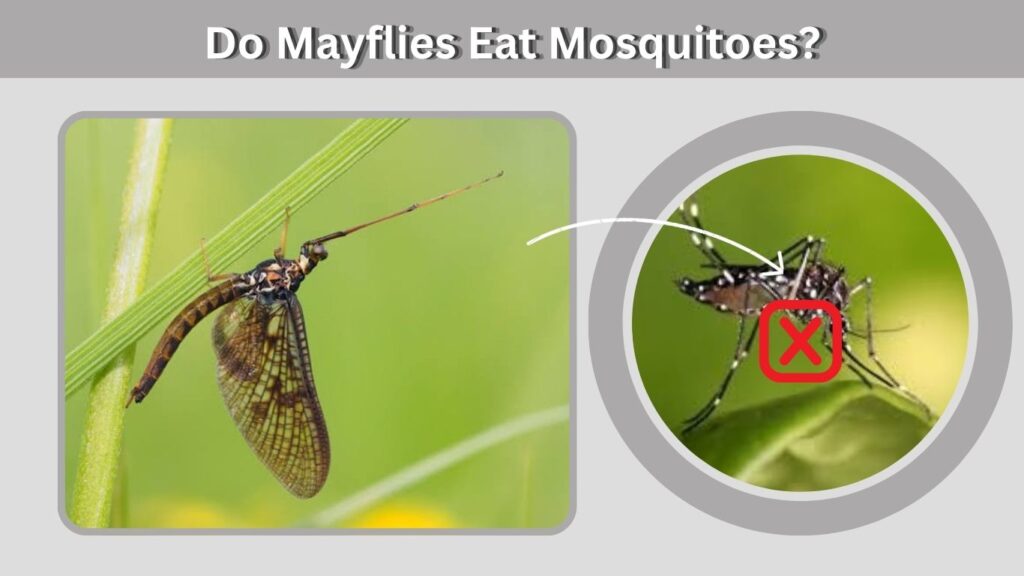 Do Mayflies Eat Mosquitoes?