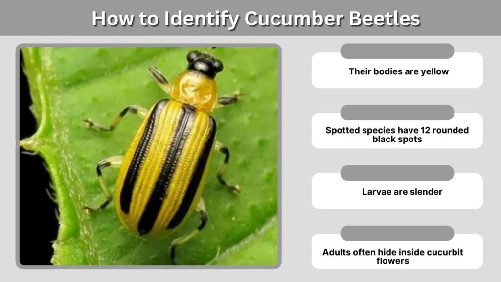 How to Identify Cucumber Beetles