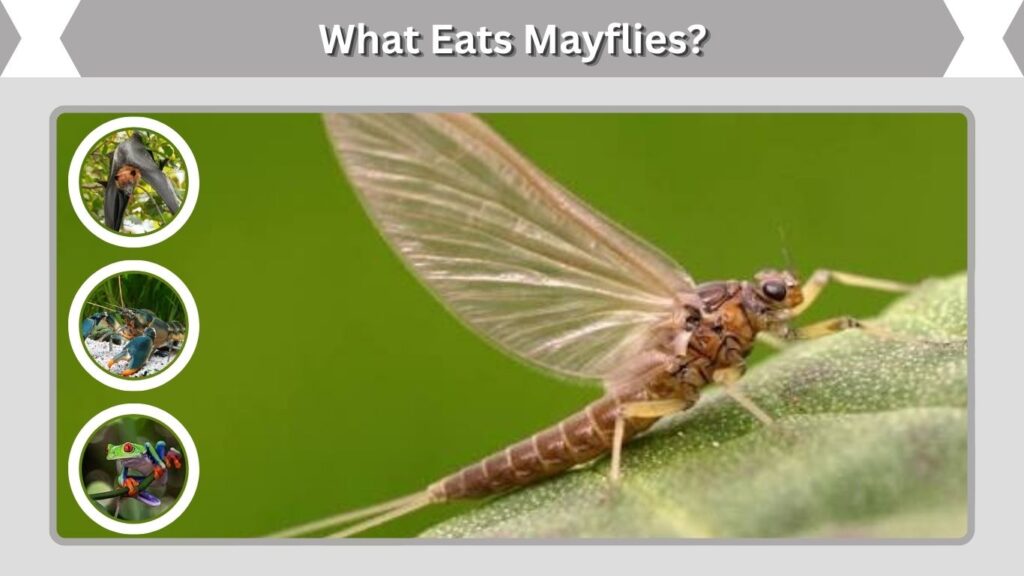 What Eats Mayflies?