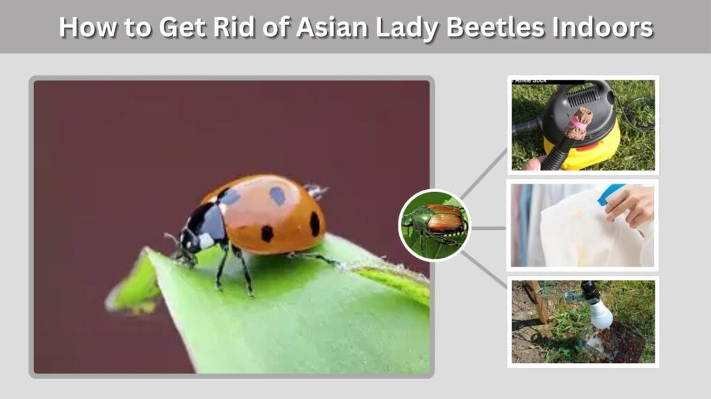 How to Get Rid of Asian Lady Beetles Indoors