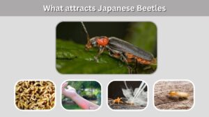 Bombardier Beetle: Spray, Defense, Habitat and Amazing Facts
