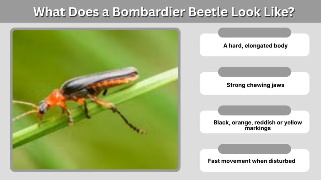 What Does a Bombardier Beetle Look Like?