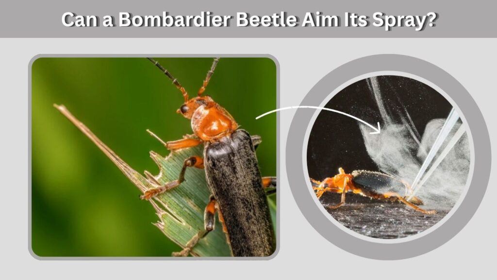 Can a Bombardier Beetle Aim Its Spray?