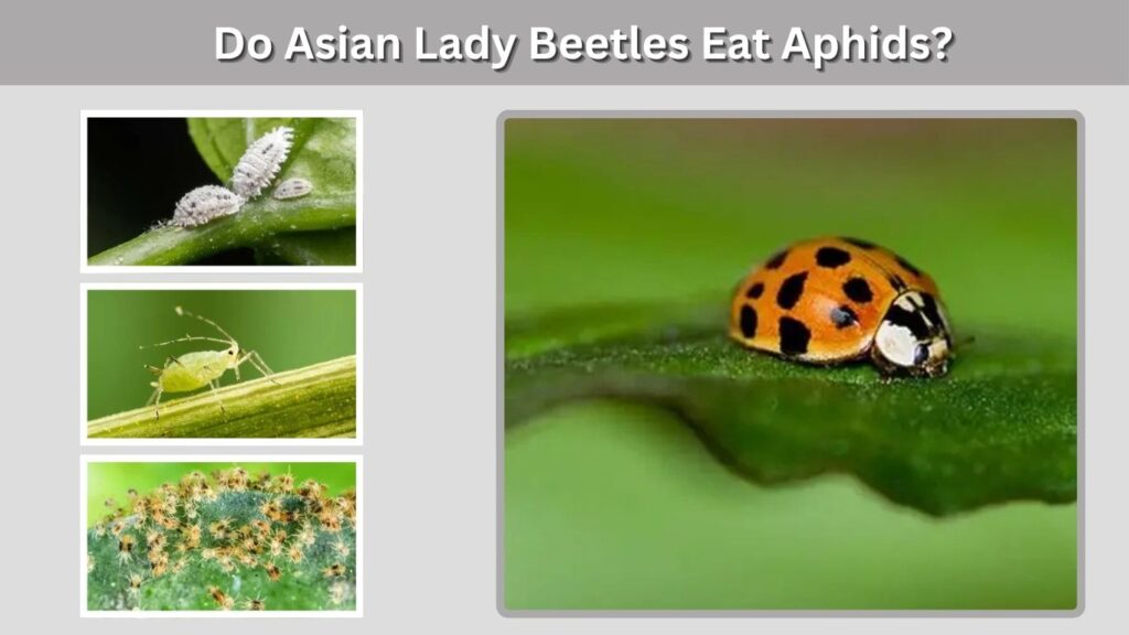 Do Asian Lady Beetles Eat Aphids?