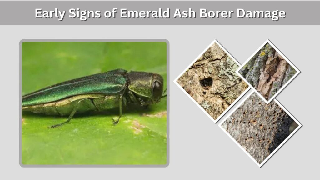 Early Signs of Emerald Ash Borer Damage