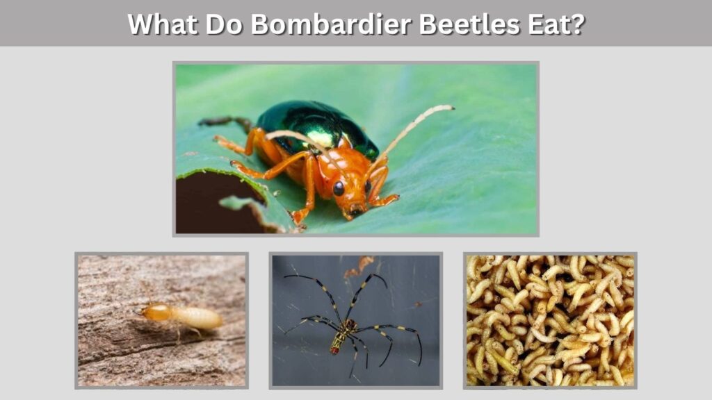 What Do Bombardier Beetles Eat?