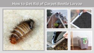 How to Get Rid of Carpet Beetle Larvae in Your Home