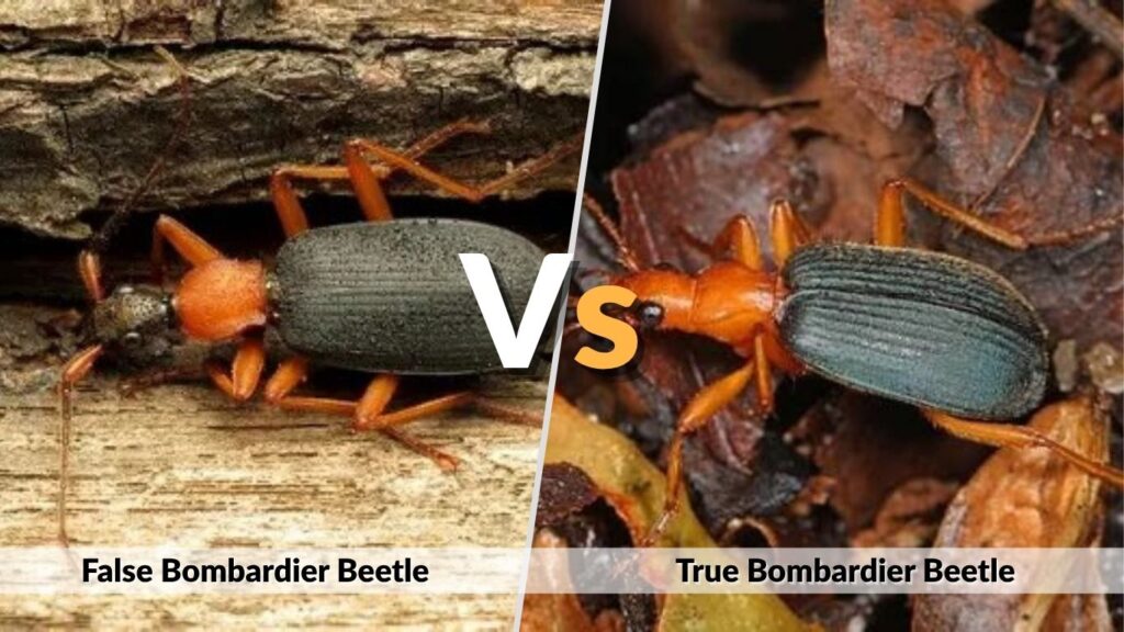 False Bombardier Beetle vs. True Bombardier Beetle