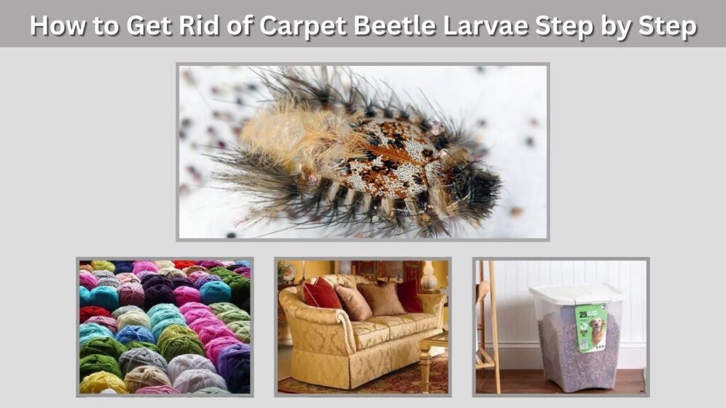How to Get Rid of Carpet Beetle Larvae Step by Step