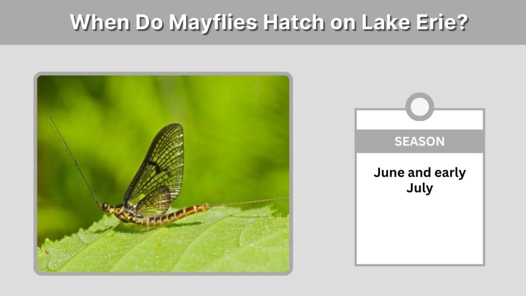 When Do Mayflies Hatch on Lake Erie?
