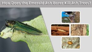 How Does the Emerald Ash Borer Kill Ash Trees?