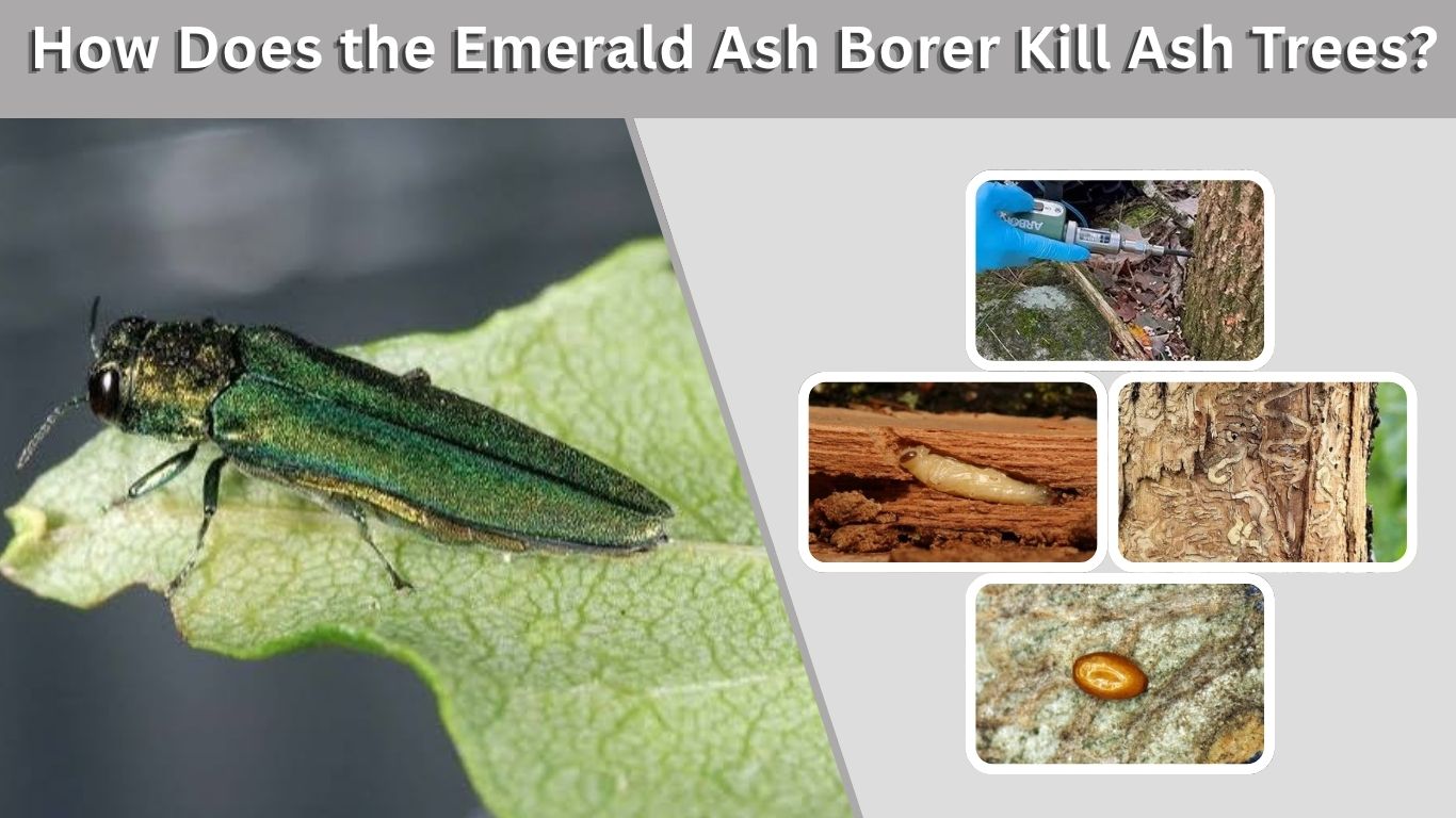 How Does the Emerald Ash Borer Kill Ash Trees?